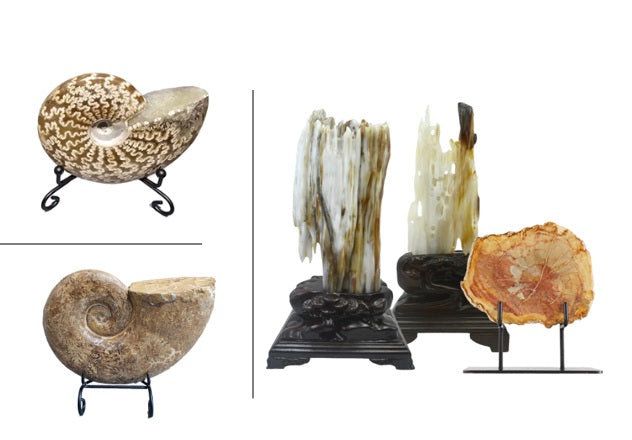 The Fossil Art Gallery