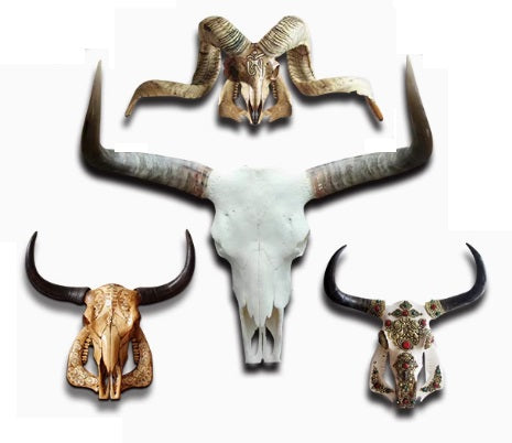 Animal Skulls Taxidermy