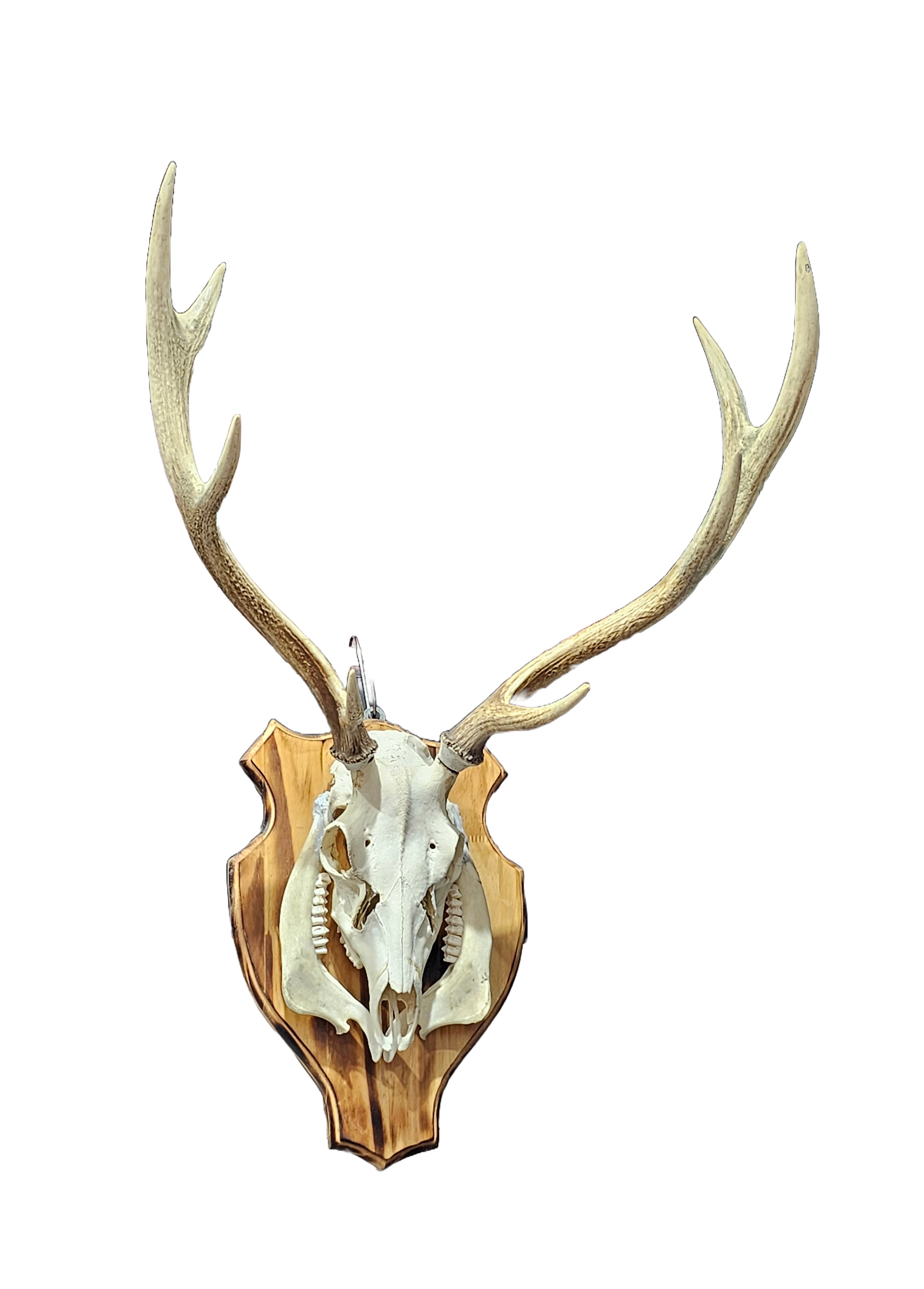 " Real deer roe elk moose skull decorative wall mount preserved animal skulls taxidermy home restaurant shops decoration "