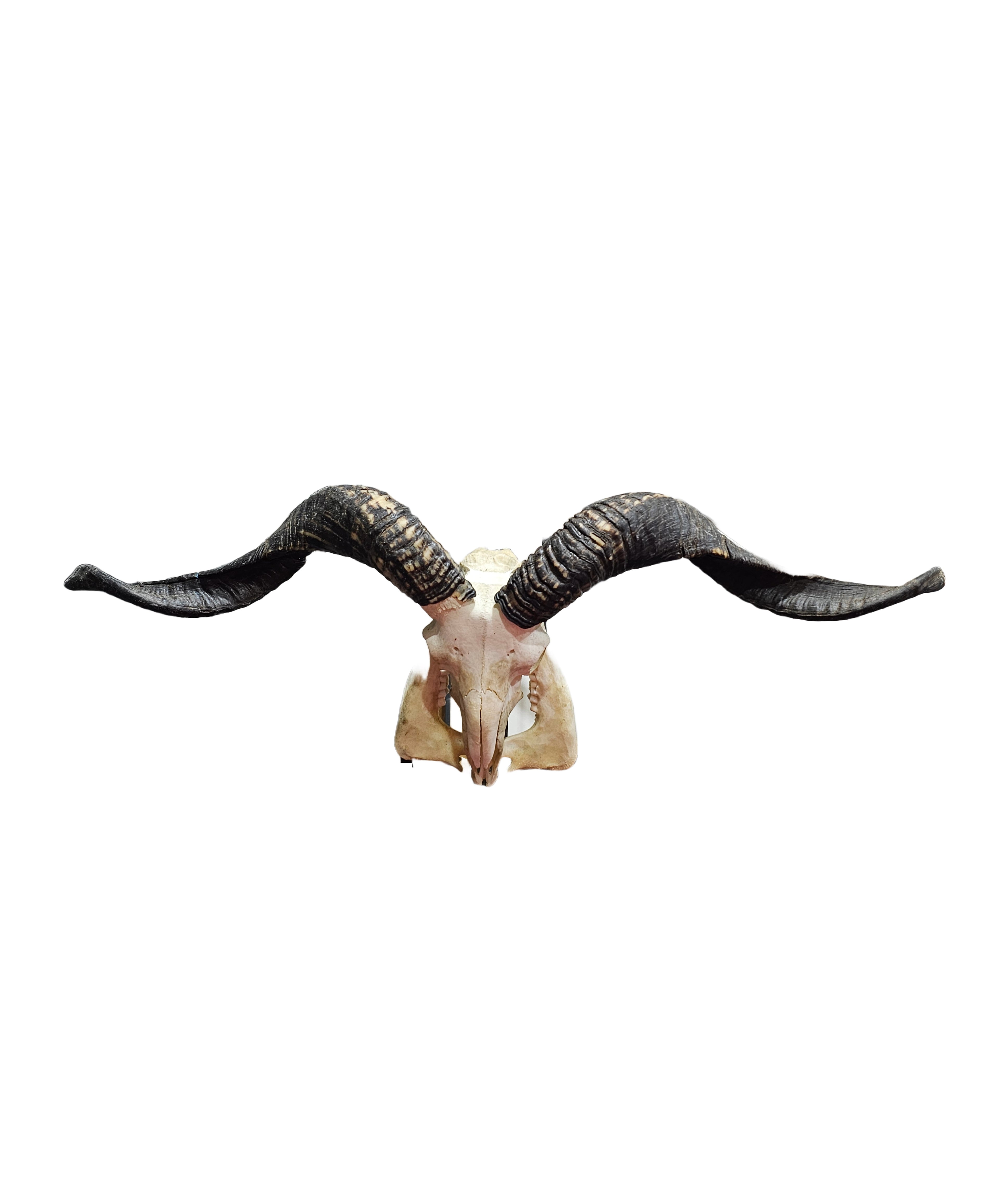 Real sheep skull crafts decorative ornaments specimen horns ornaments home shop wall hanging decorations