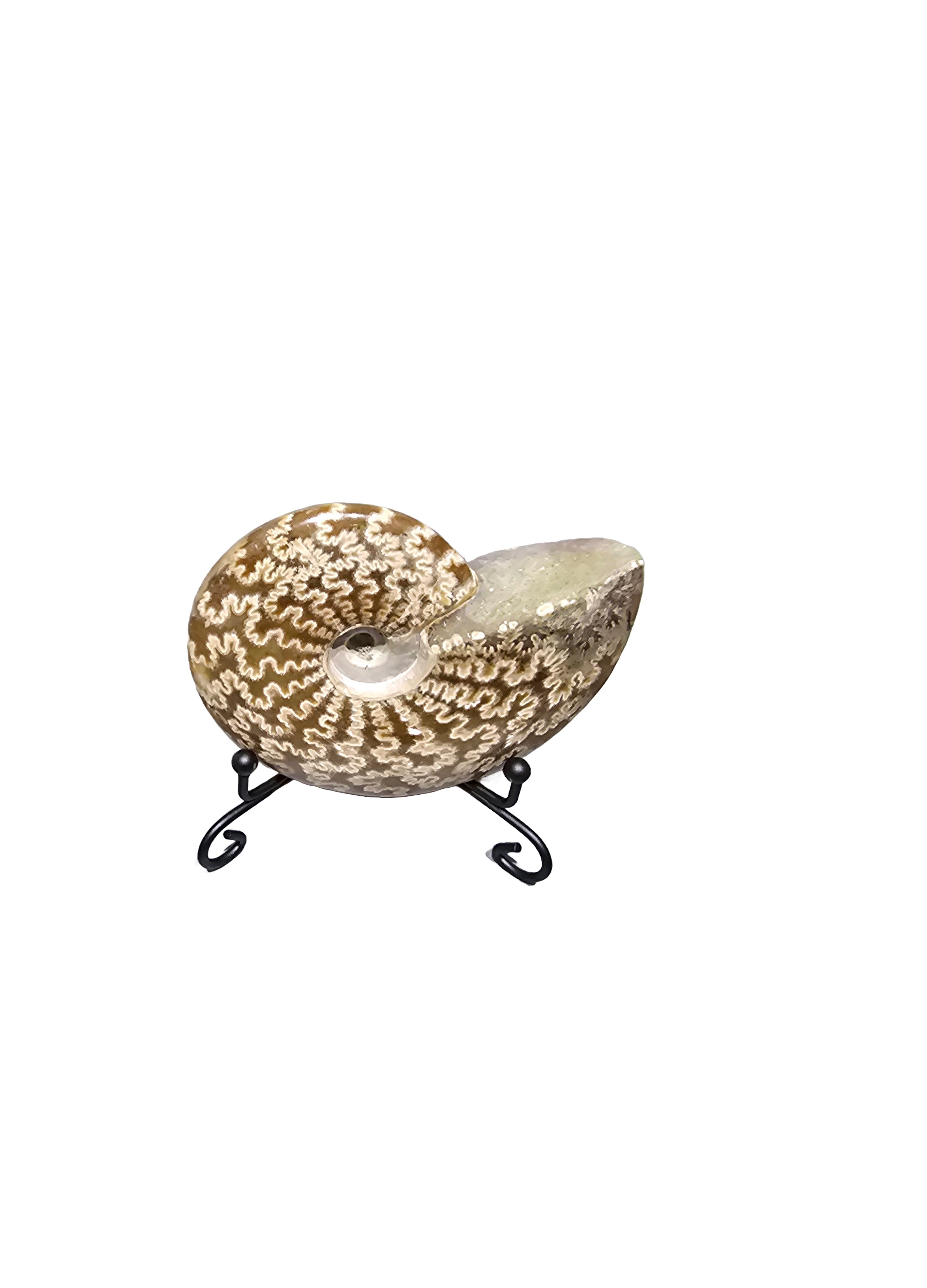 Natural Fossil preserved shells sea creatures rock table-top desplay s ...