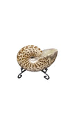 Fossilized Seashell - Real Preserved Natural Sea Shells Office Gift Home Decor