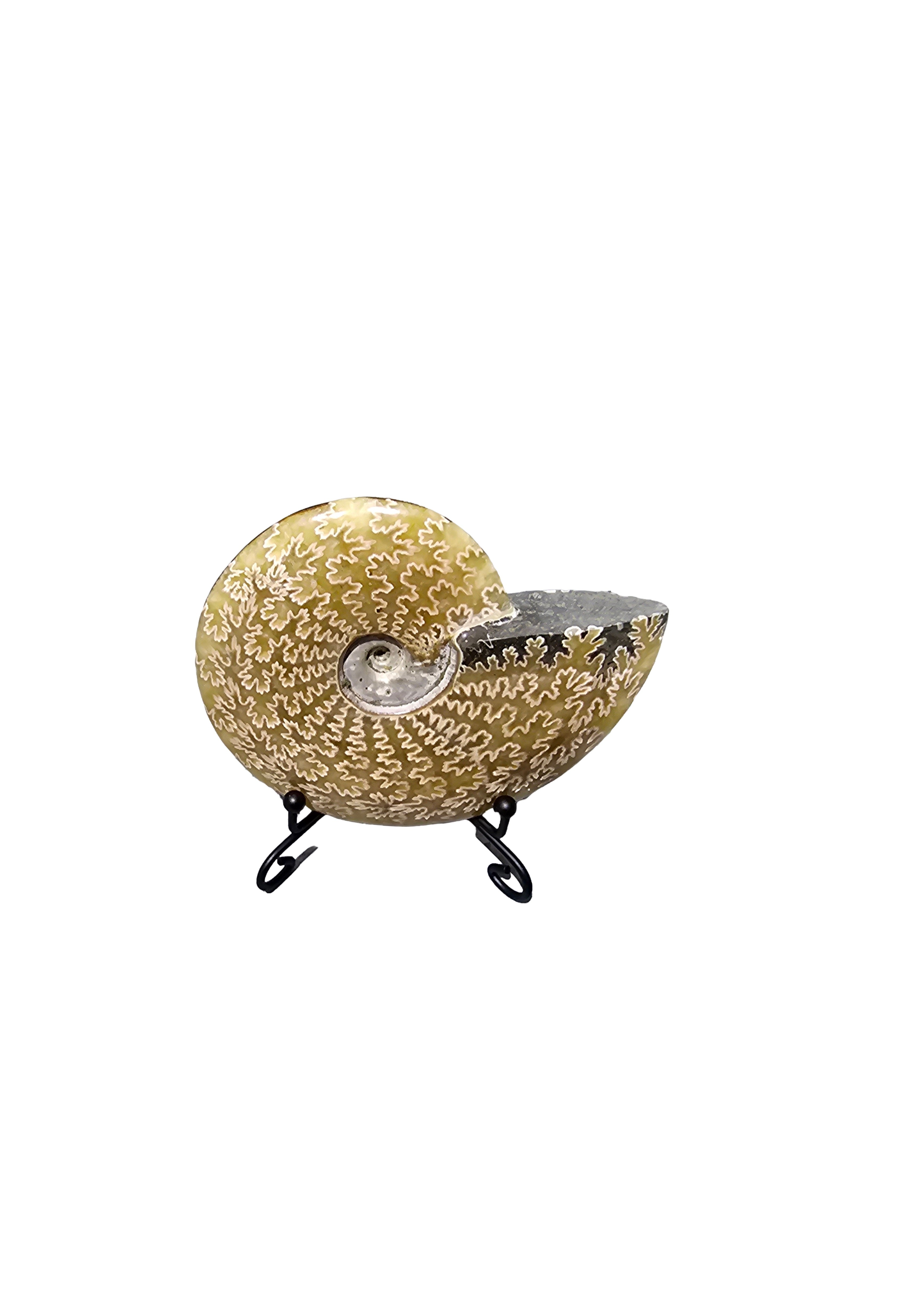 Natural Fossil preserved shells sea creatures rock table-top display s ...