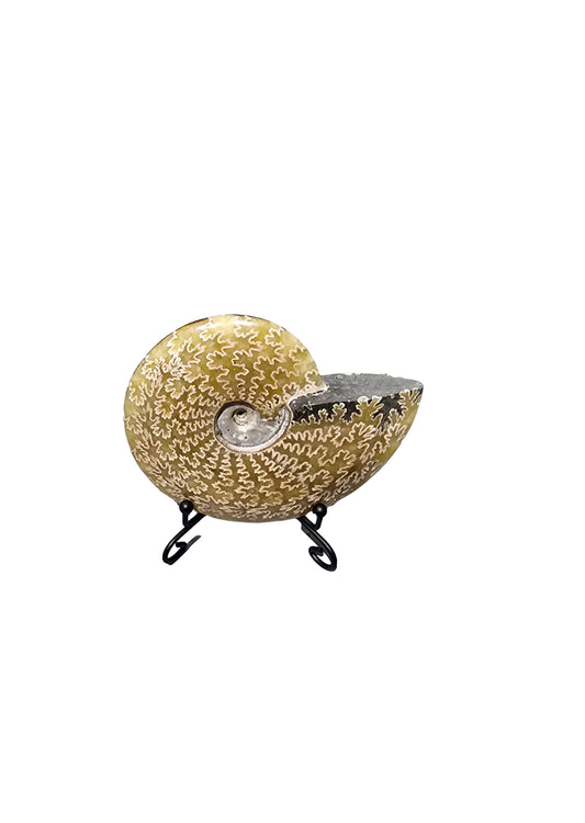 Natural Fossil preserved shells sea creatures rock table-top display showpiece best housewarming gift Singapore