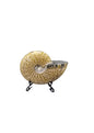 Natural Fossil preserved shells sea creatures rock table-top display showpiece best housewarming gift Singapore