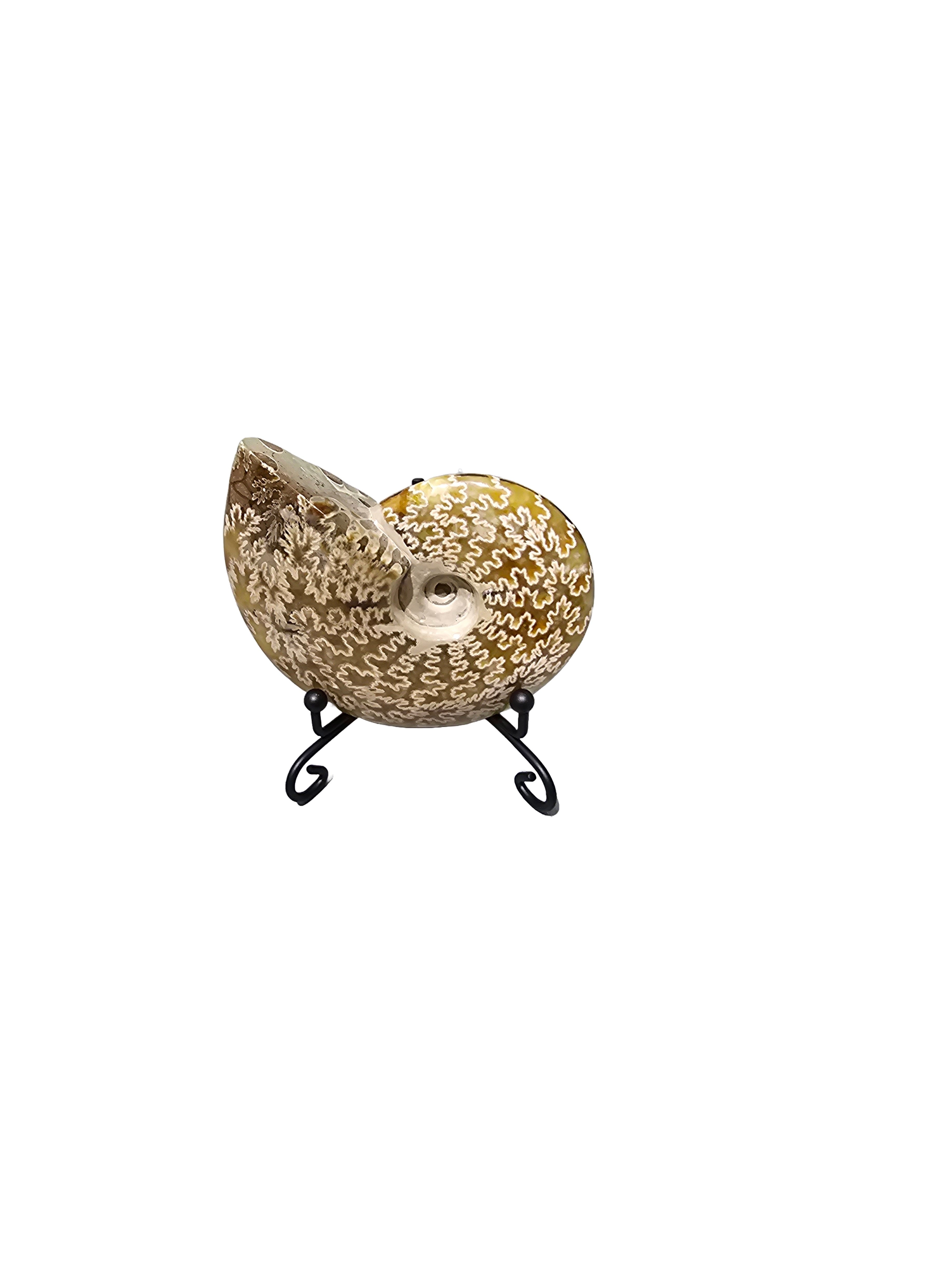 Natural Fossil preserved shells sea creatures rock table-top display s ...