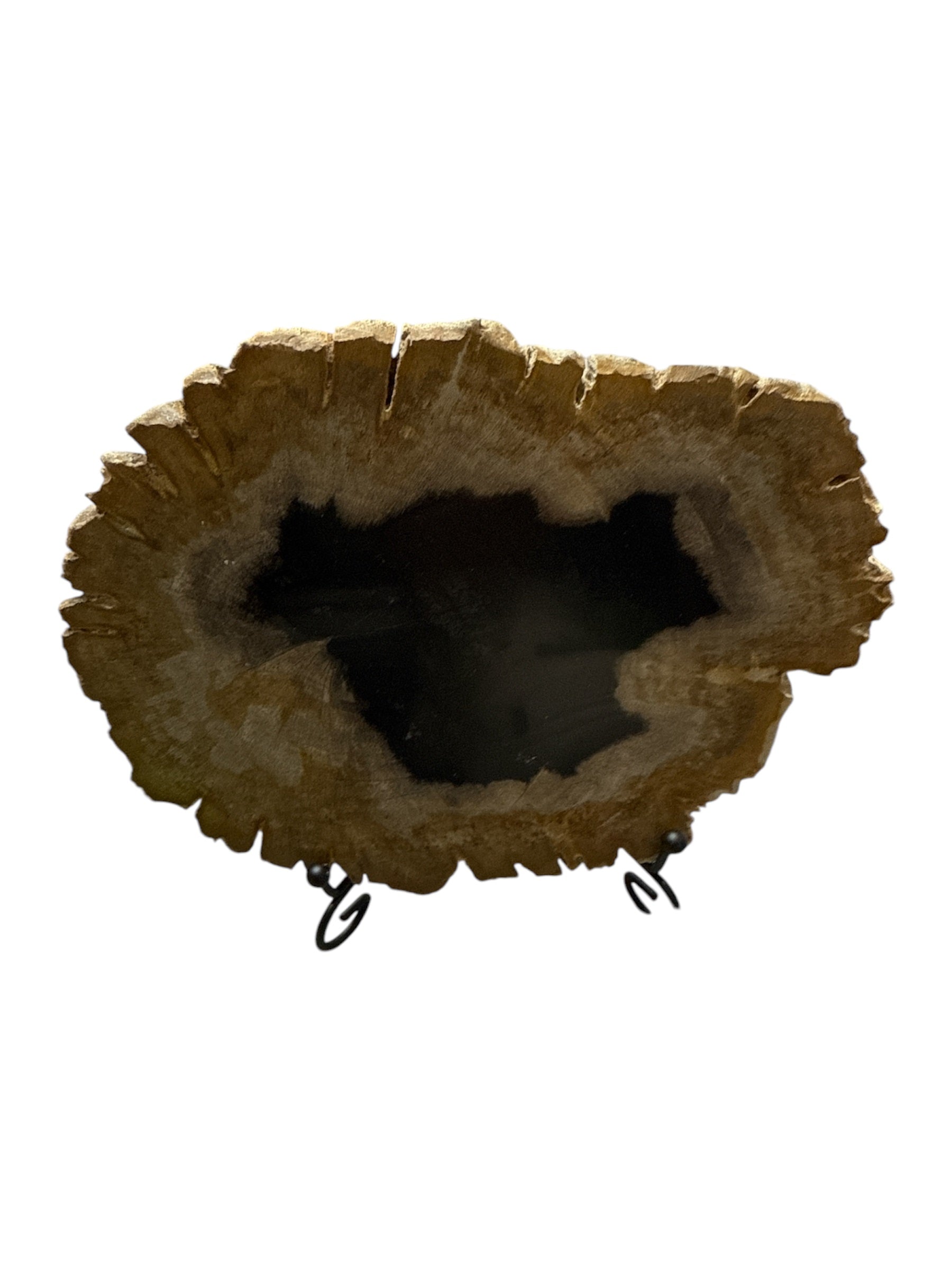 Authentic fossil petrified wood slice on metal stand showpiece living room tabletop decoration home interior design housewarming gift