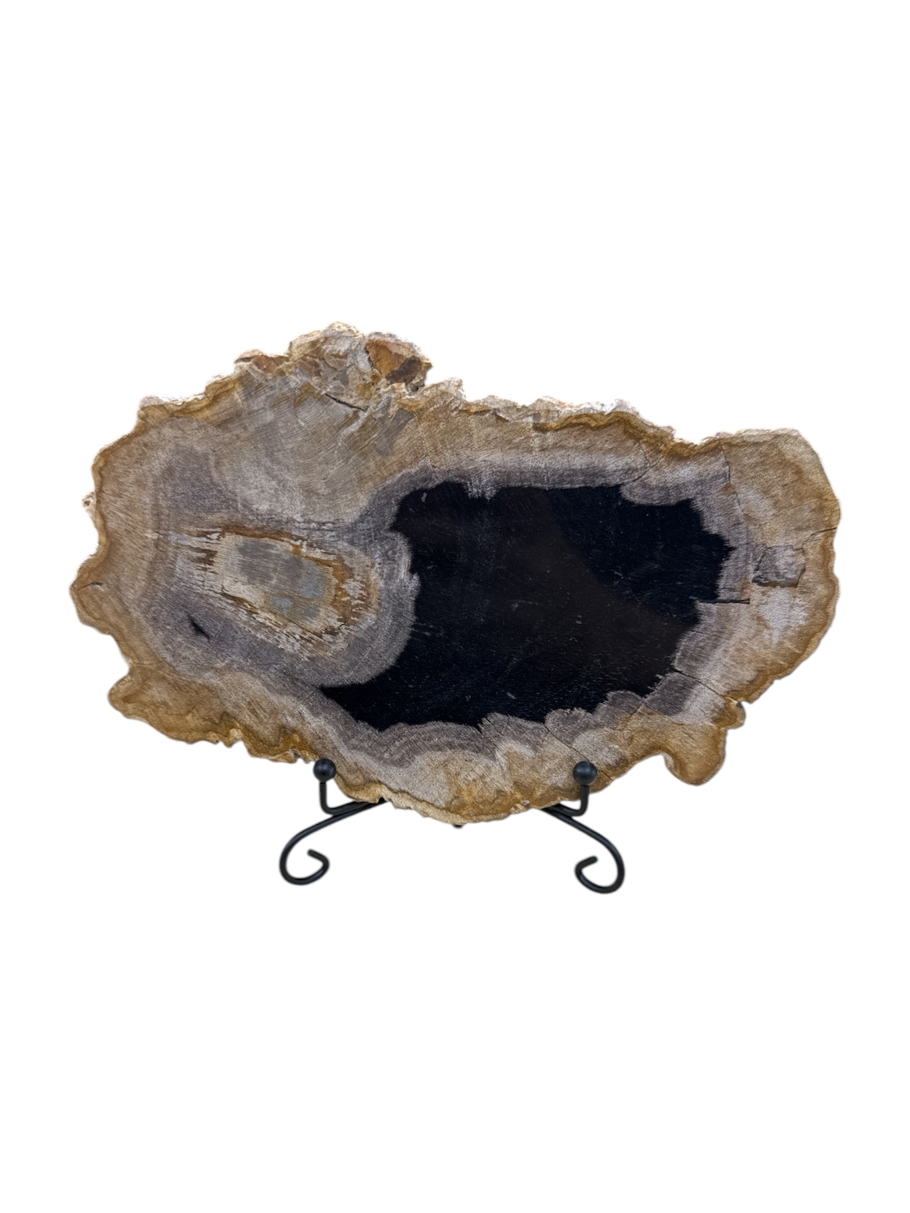 Slice of fossil petrified wood on metal stand showpiece living room tabletop decoration home interior housewarming gift