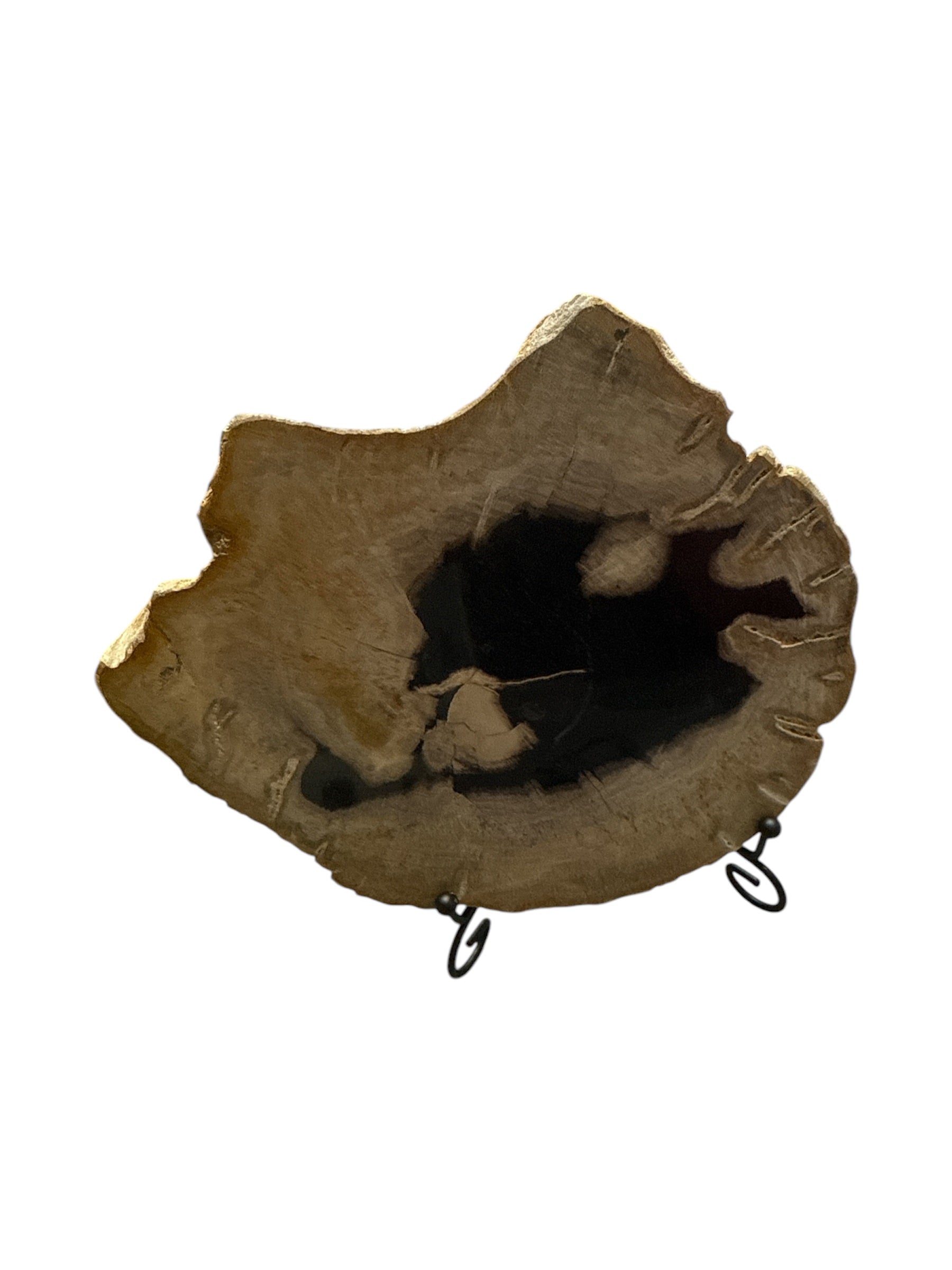 Beautiful slice of fossil petrified wood on stand showpiece living room tabletop decoration home best housewarming gift