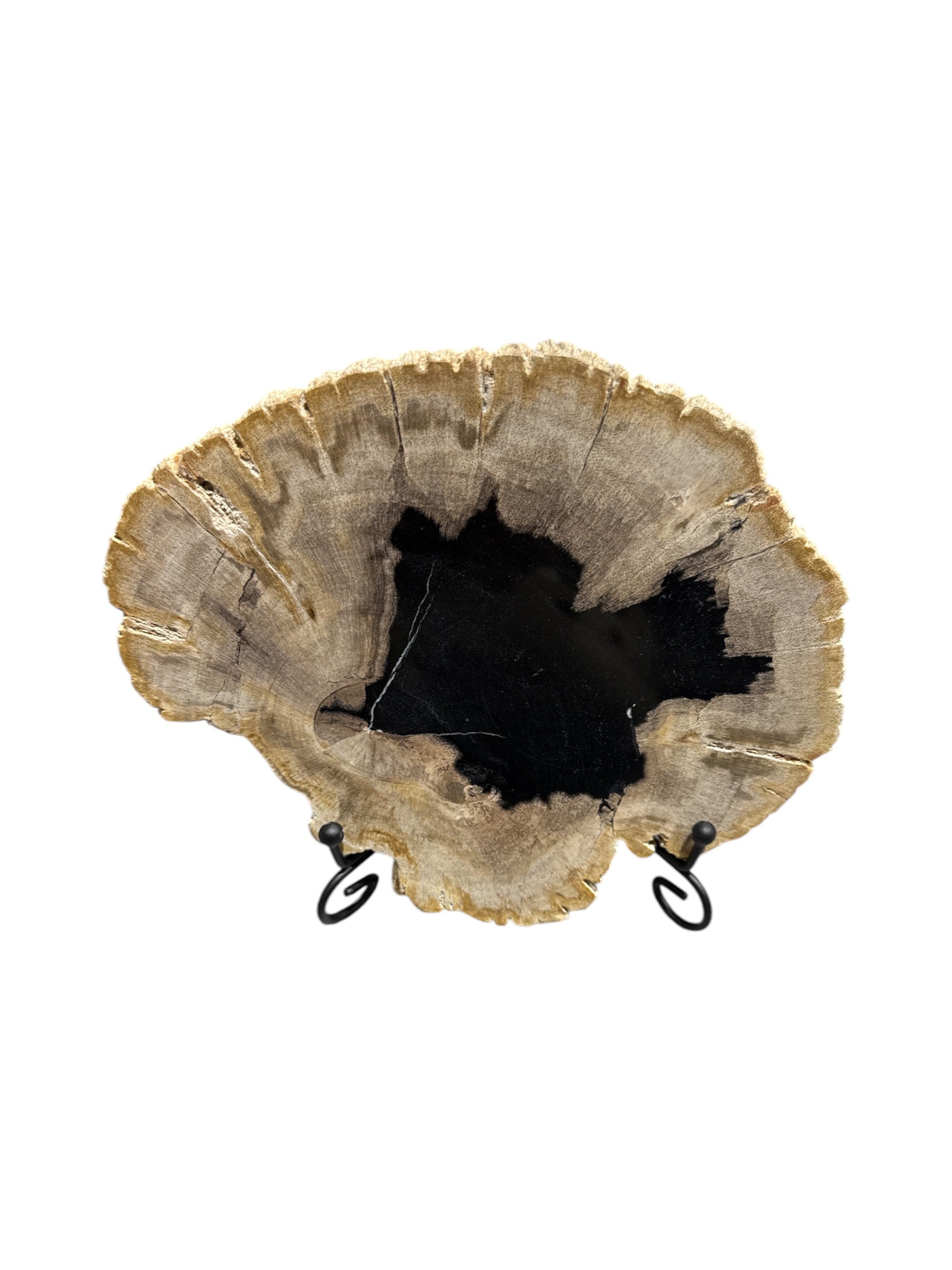 Slice of fossil petrified wood on black metal stand showpiece living room tabletop decoration home interior design housewarming gift