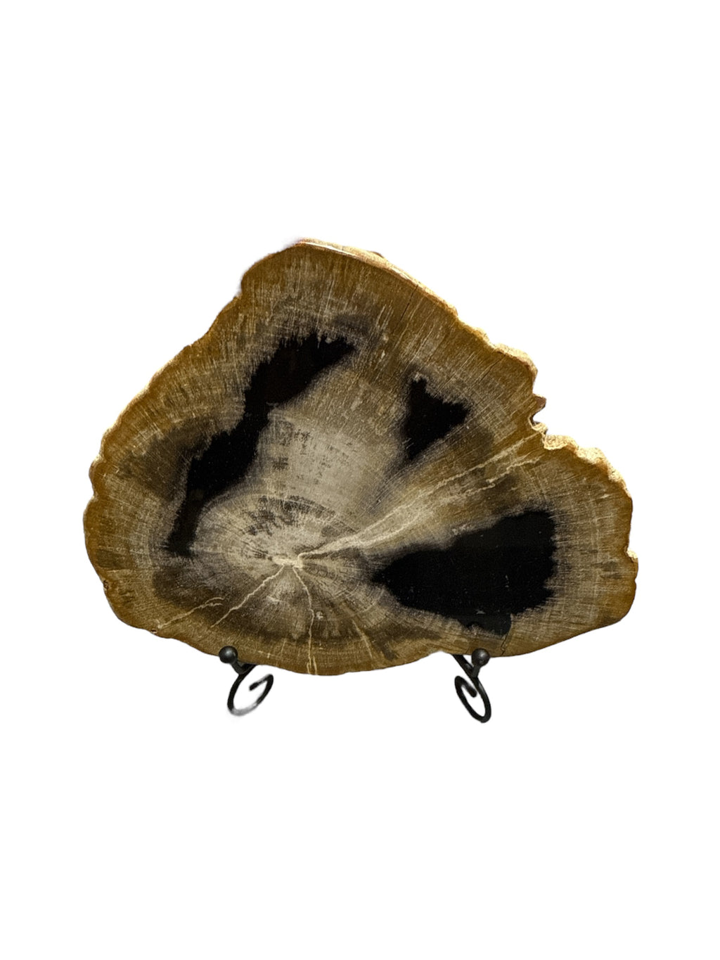 Slice of fossil petrified wood on metal stand office desktop showpiece tabletop decoration home interior design best gift