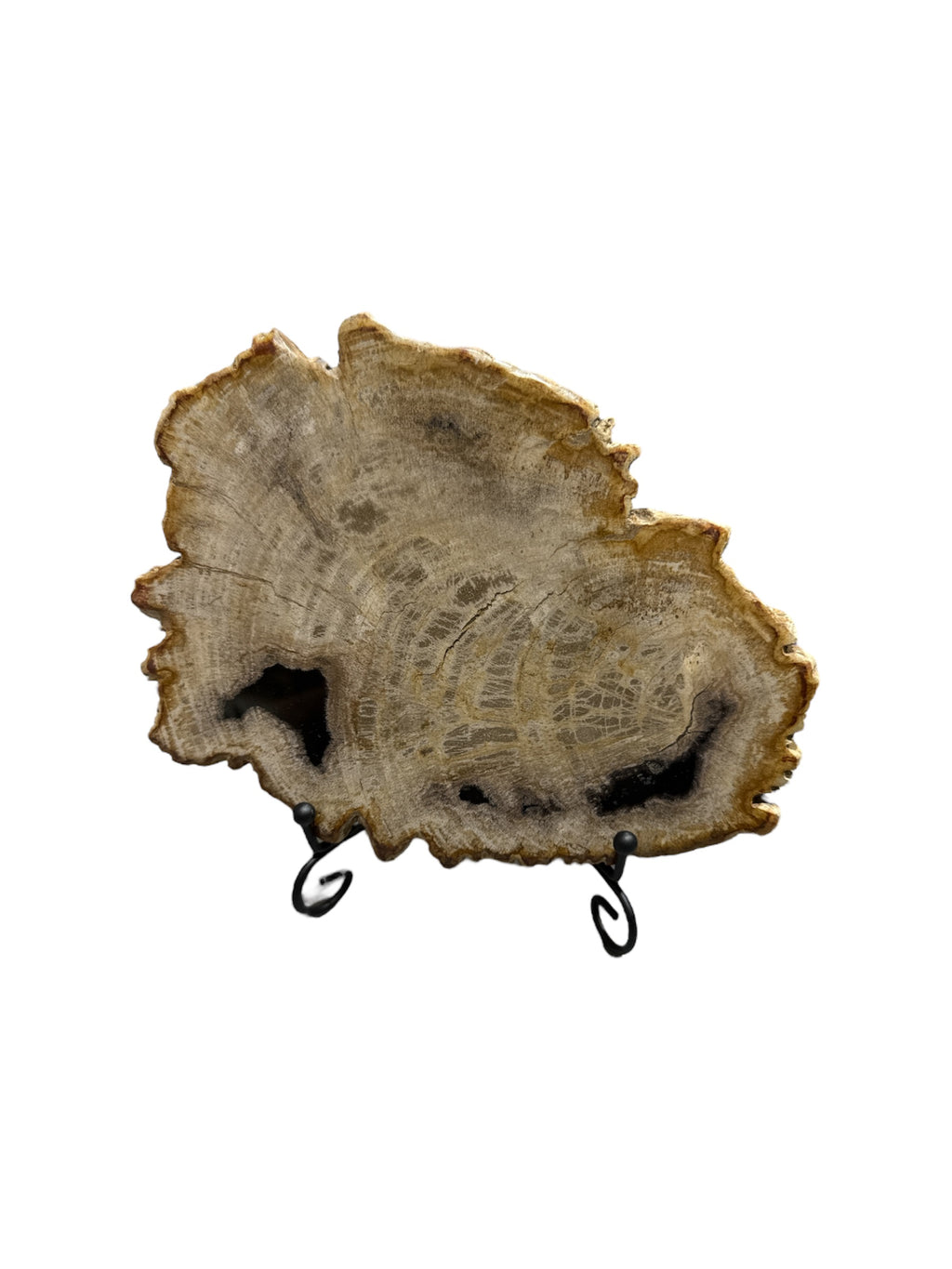 Petrified-wood stone slice on stand office desktop showpiece tabletop decoration home interior design best gift