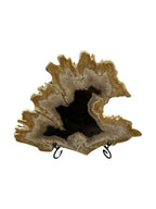 Slice of small fossil petrified wood with stand showpiece living-room tabletop decoration home best housewarming gift