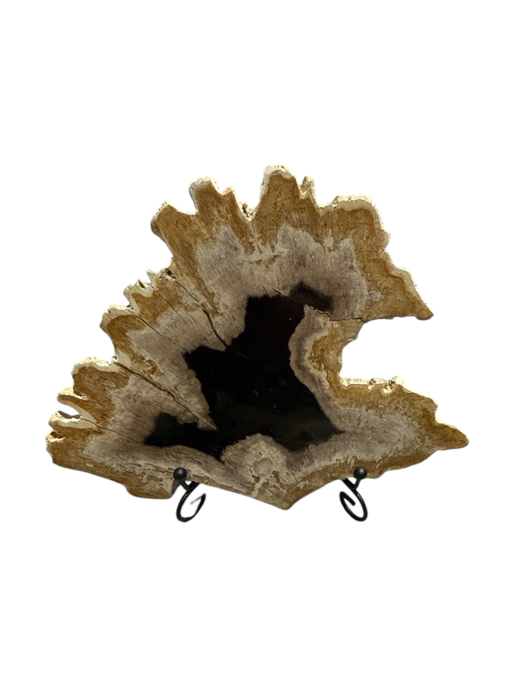 Slice of small fossil petrified wood with stand showpiece living-room tabletop decoration home best housewarming gift