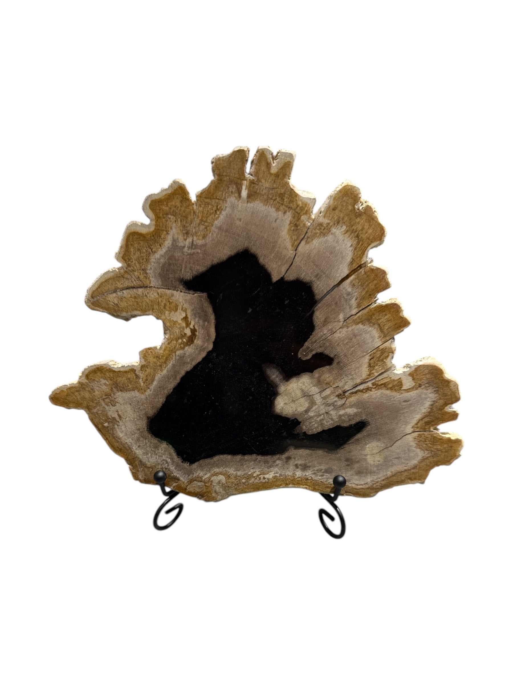 Slice of small fossil petrified wood with metal stand showpiece living-room tabletop decoration home best housewarming gift