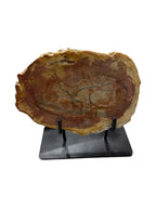 Slice of medium size fossil petrified wood with metal stand showpiece living-room tabletop decoration home best housewarming gift