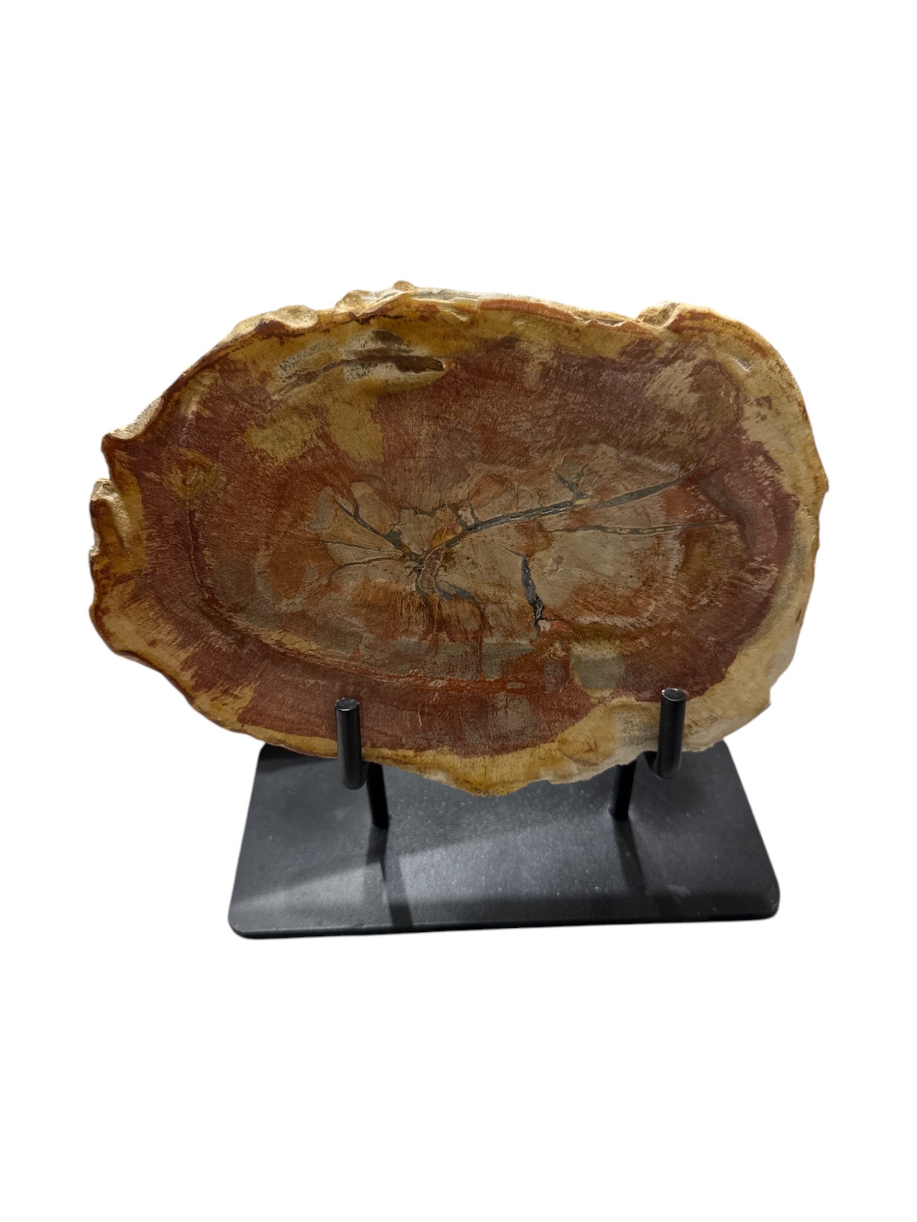 Slice of medium size fossil petrified wood with metal stand showpiece living-room tabletop decoration home best housewarming gift