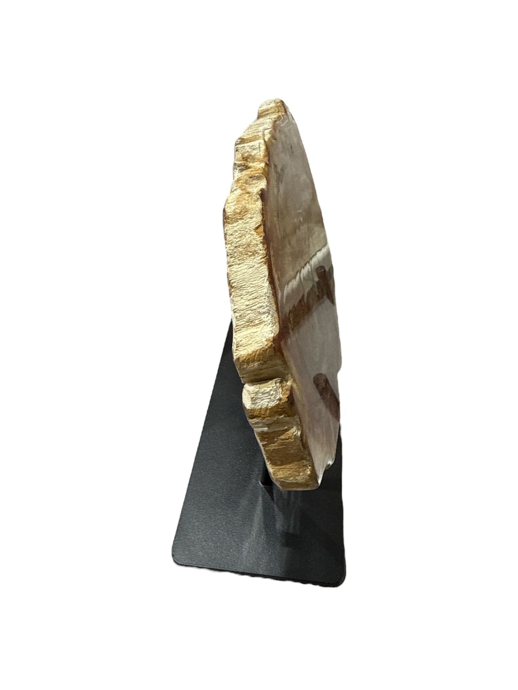 Slice of medium size fossil petrified wood with metal stand showpiece living-room tabletop decoration home best housewarming gift
