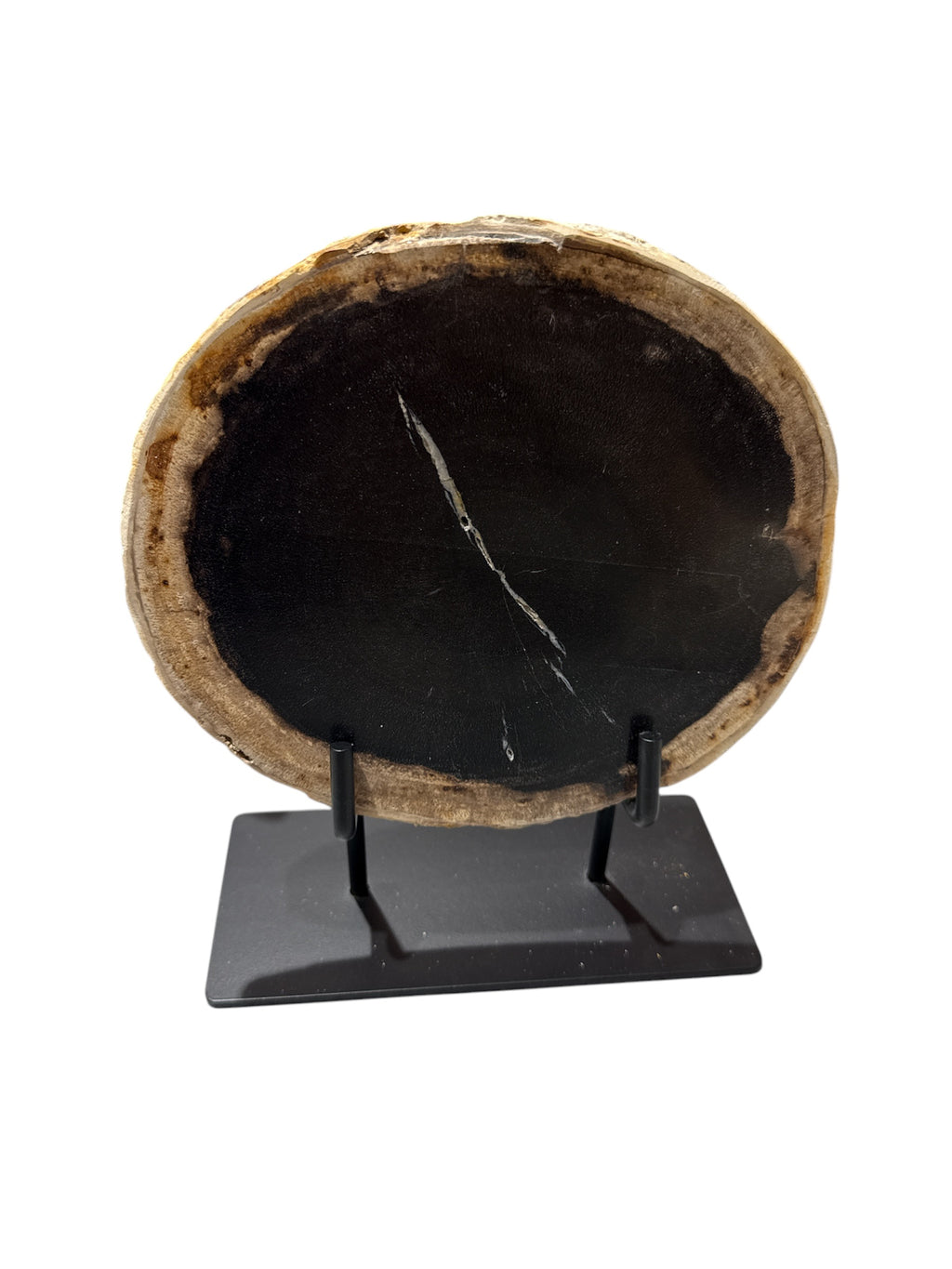 Slice of medium size fossil petrified wood with metal stand showpiece living-room tabletop decoration home best gift