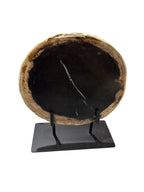 Slice of medium size fossil petrified wood with metal stand showpiece living-room tabletop decoration home best gift