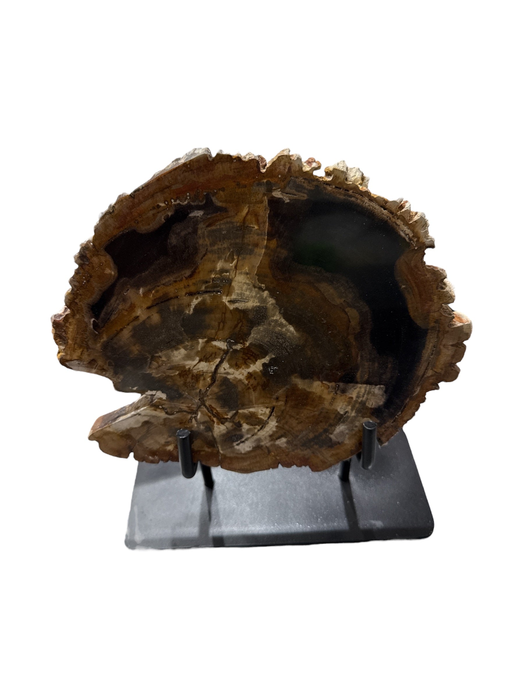 Slice of medium size fossil petrified wood with metal stand showpiece living-room tabletop decoration home best office gift