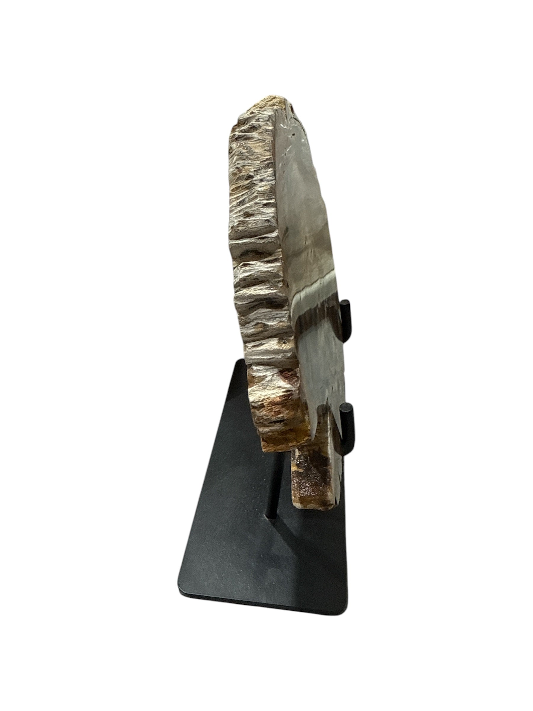 Slice of medium size fossil petrified wood with metal stand showpiece living-room tabletop decoration home best office gift