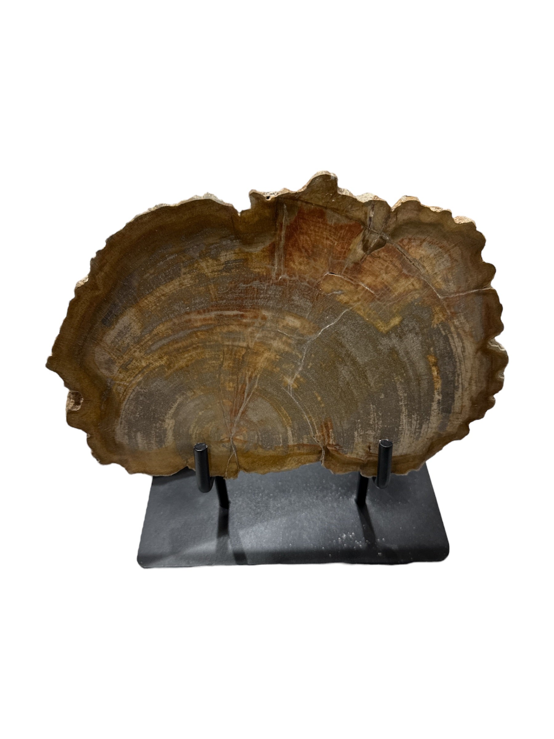 Slice of medium size fossil petrified wood with metal stand showpiece living-room tabletop decoration home best office table décor