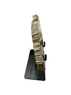 Slice of medium size fossil petrified wood with metal stand showpiece living-room tabletop decoration home best office table décor
