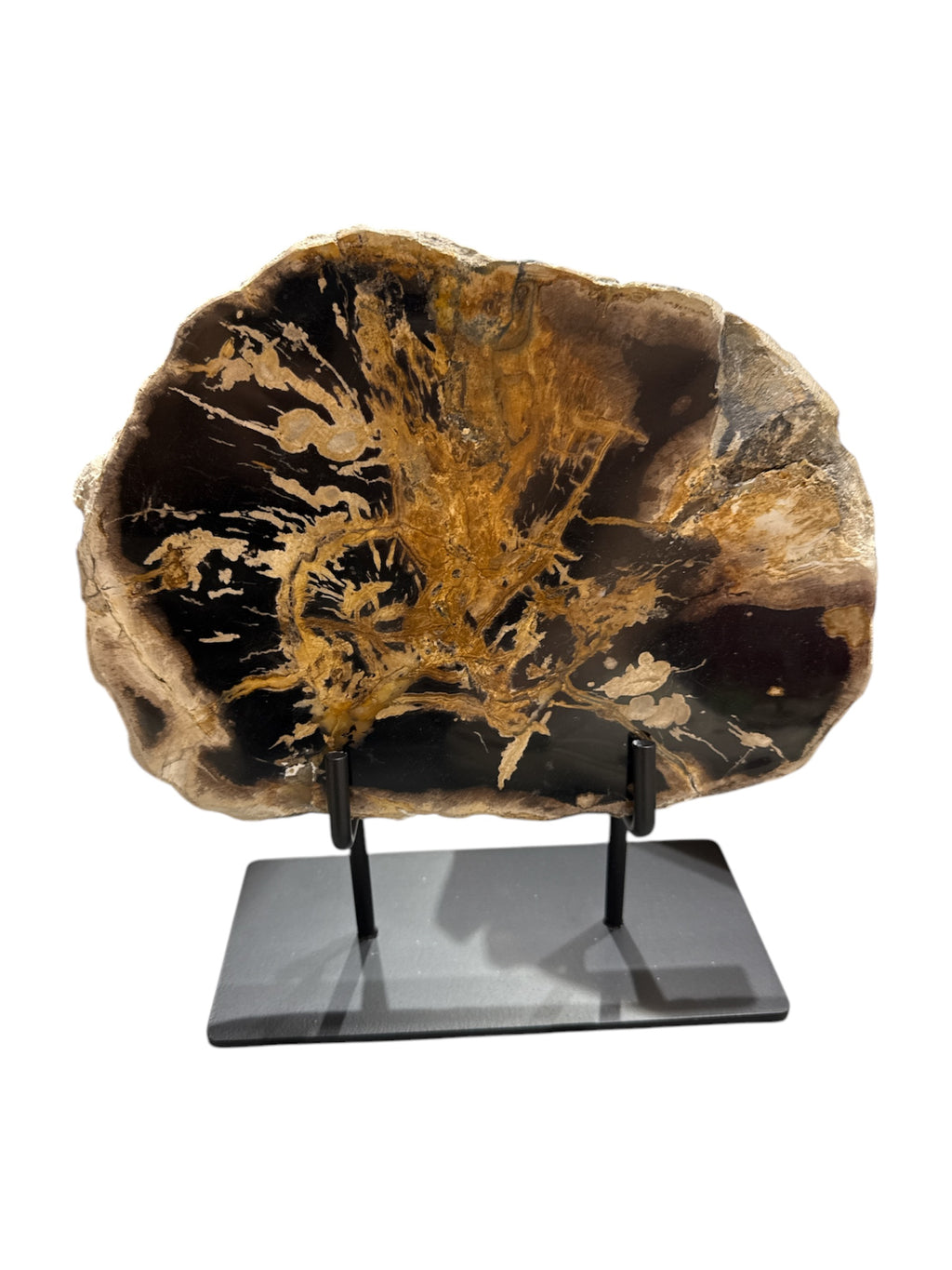 Slice of medium size fossil petrified wood with metal stand showpiece living-room tabletop decoration home best office desk top