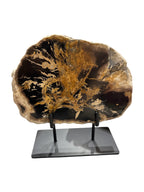 Slice of medium size fossil petrified wood with metal stand showpiece living-room tabletop decoration home best office desk top