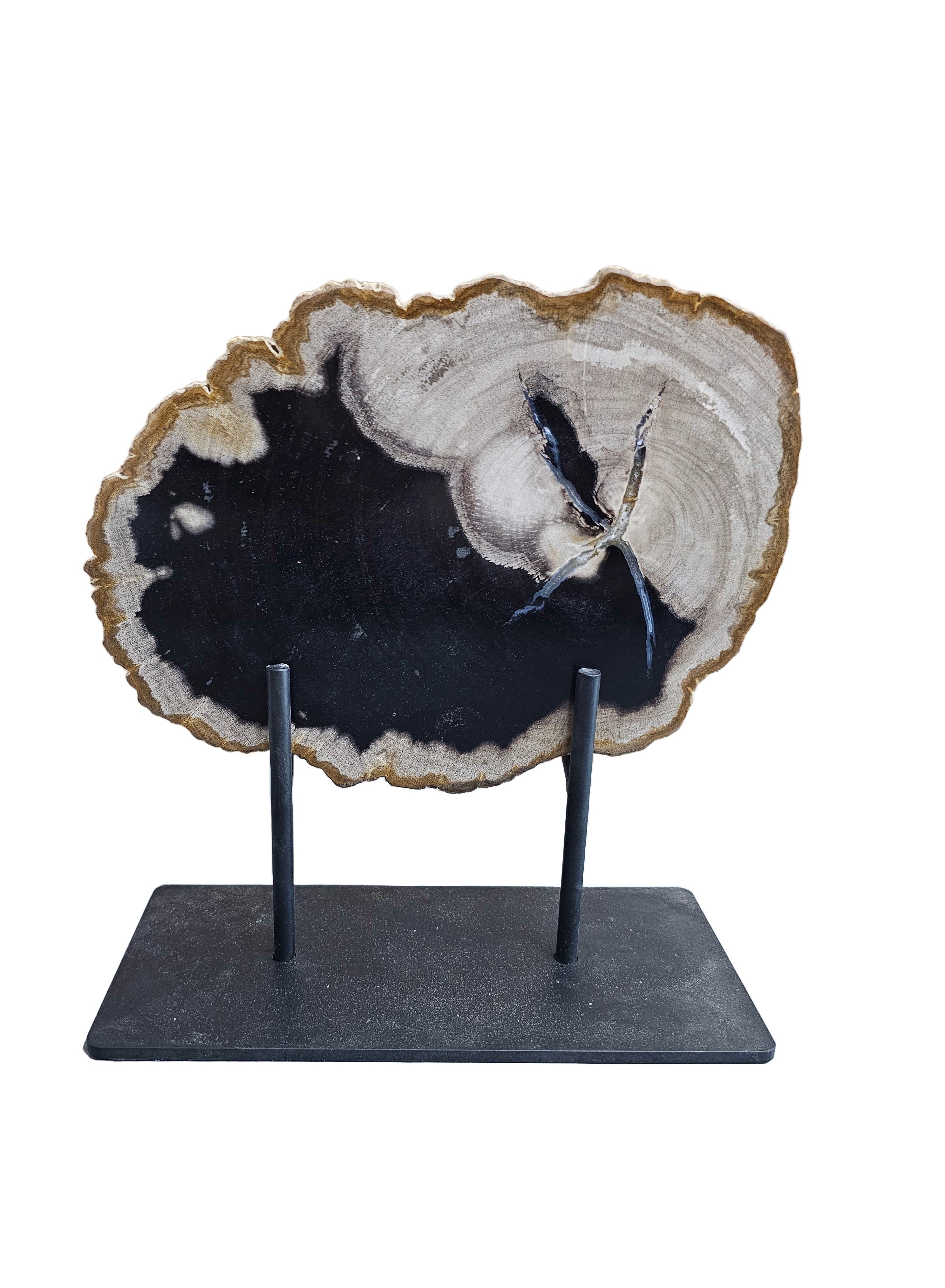 Slice of medium size fossil petrified wood with metal stand showpiece living-room tabletop decoration home office desktop gift
