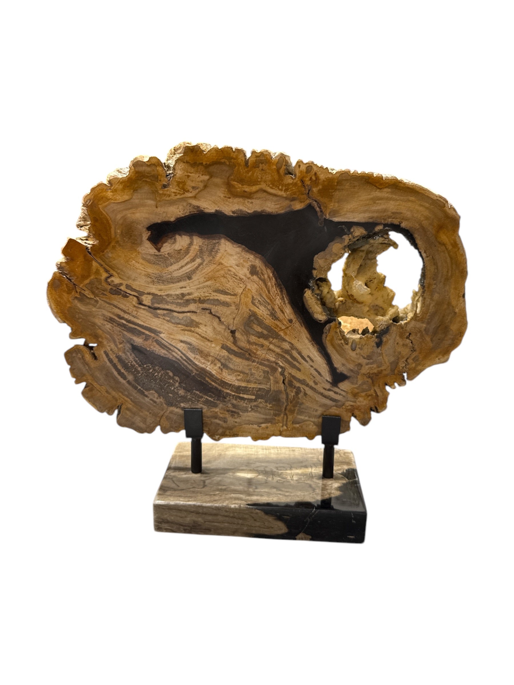 Authentic slice of large size fossil petrified wood with nice stand showpiece living-room tabletop decoration home best office desktop