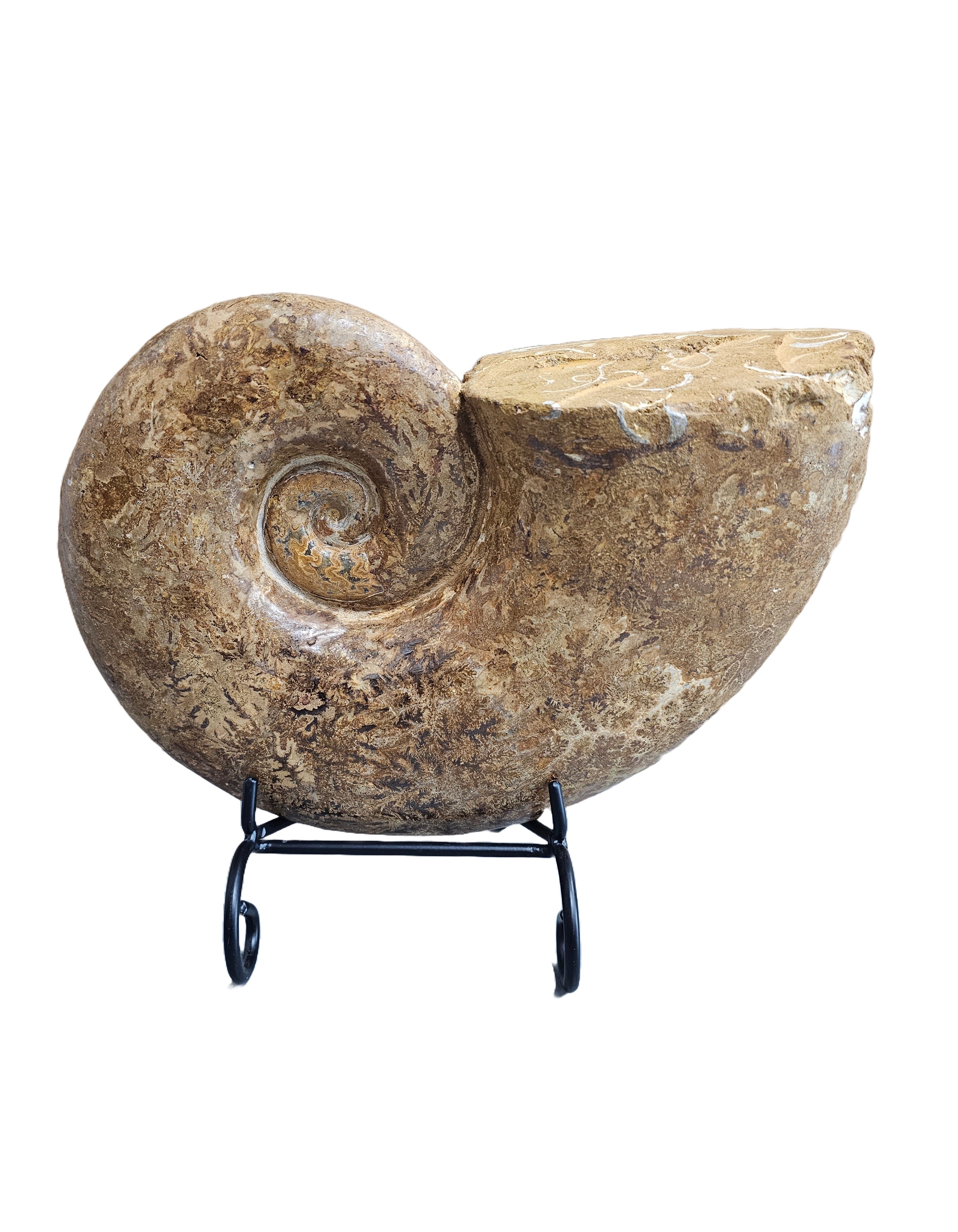 Real Natural Fossil preserved shells sea creatures rock counter-top di ...