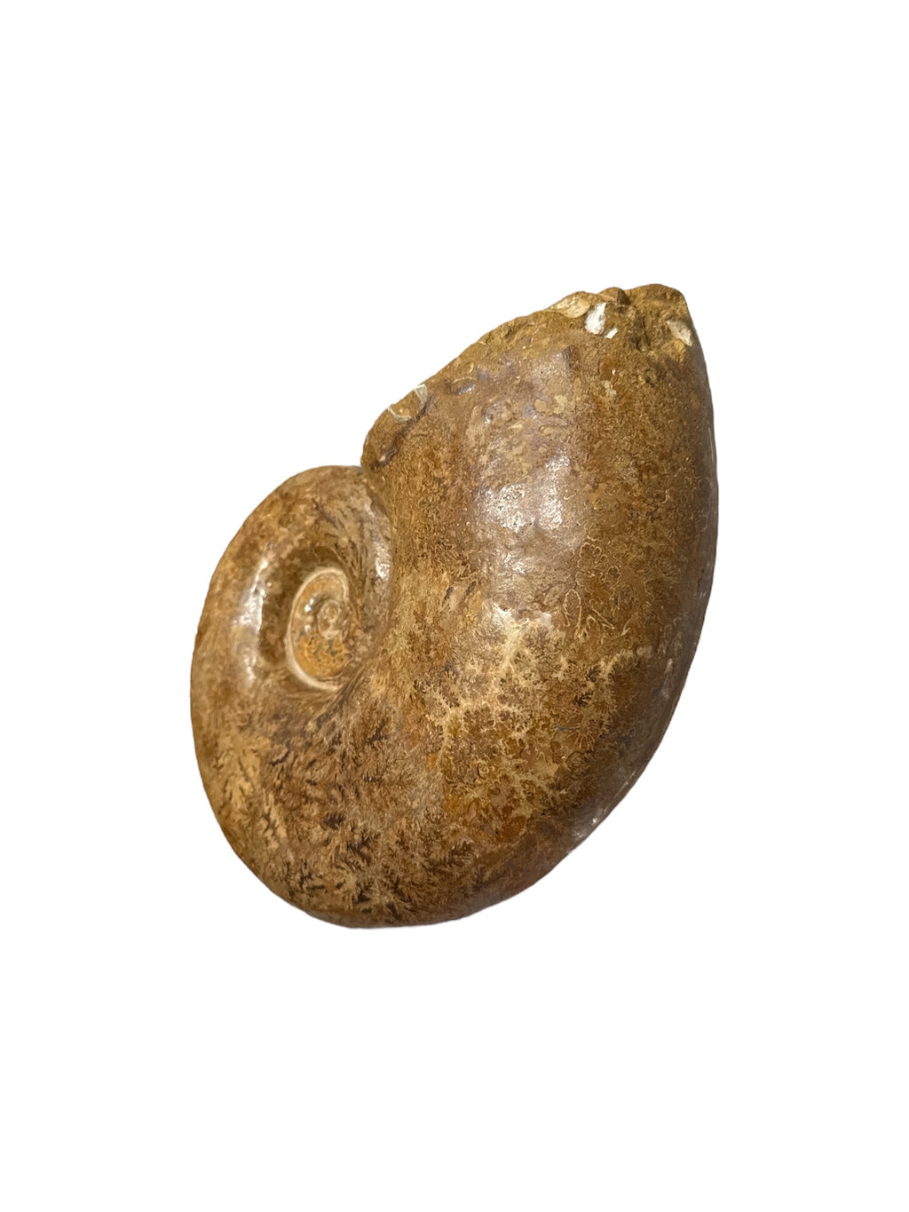 Real Natural Fossil preserved shells sea creatures rock counter-top display showpiece best housewarming gift Singapore