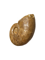 Real Natural Fossil preserved shells sea creatures rock counter-top display showpiece best housewarming gift Singapore