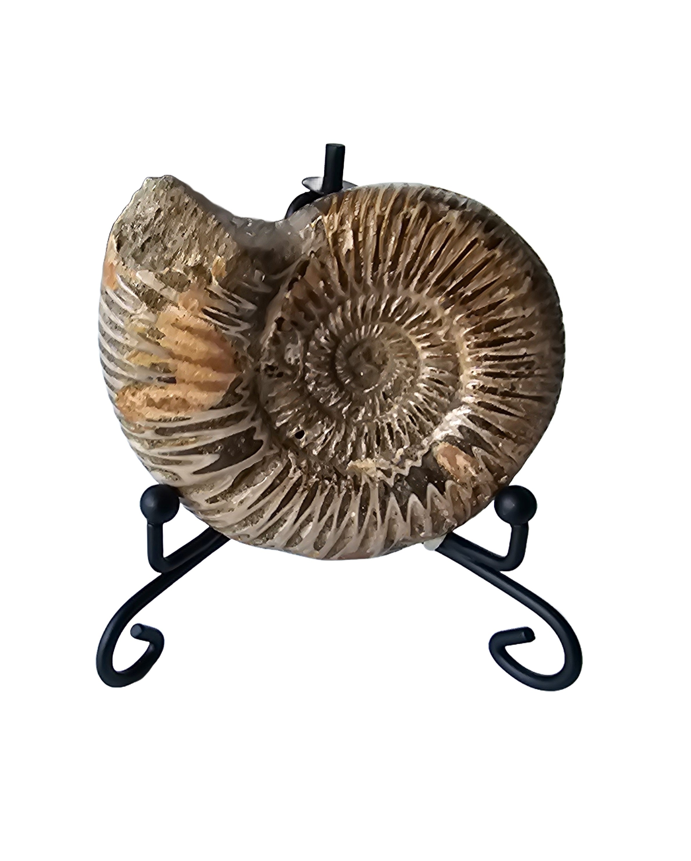 Real Natural Fossil preserved small shells sea creatures rock table-top display showpiece best housewarming gift Singapore