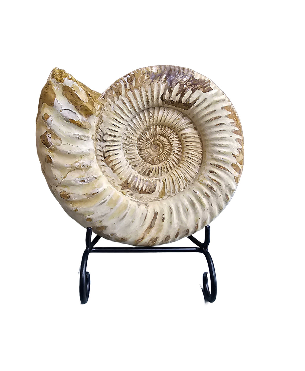 Real Natural Fossil preserved medium shells sea creatures rock table-top display showpiece best housewarming gift Singapore