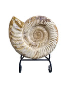 Real Natural Fossil preserved medium shells sea creatures rock table-top display showpiece best housewarming gift Singapore