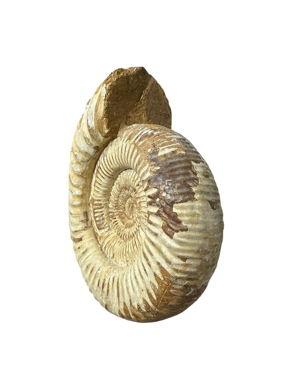 Real Natural Fossil preserved medium shells sea creatures rock table-top display showpiece best housewarming gift Singapore
