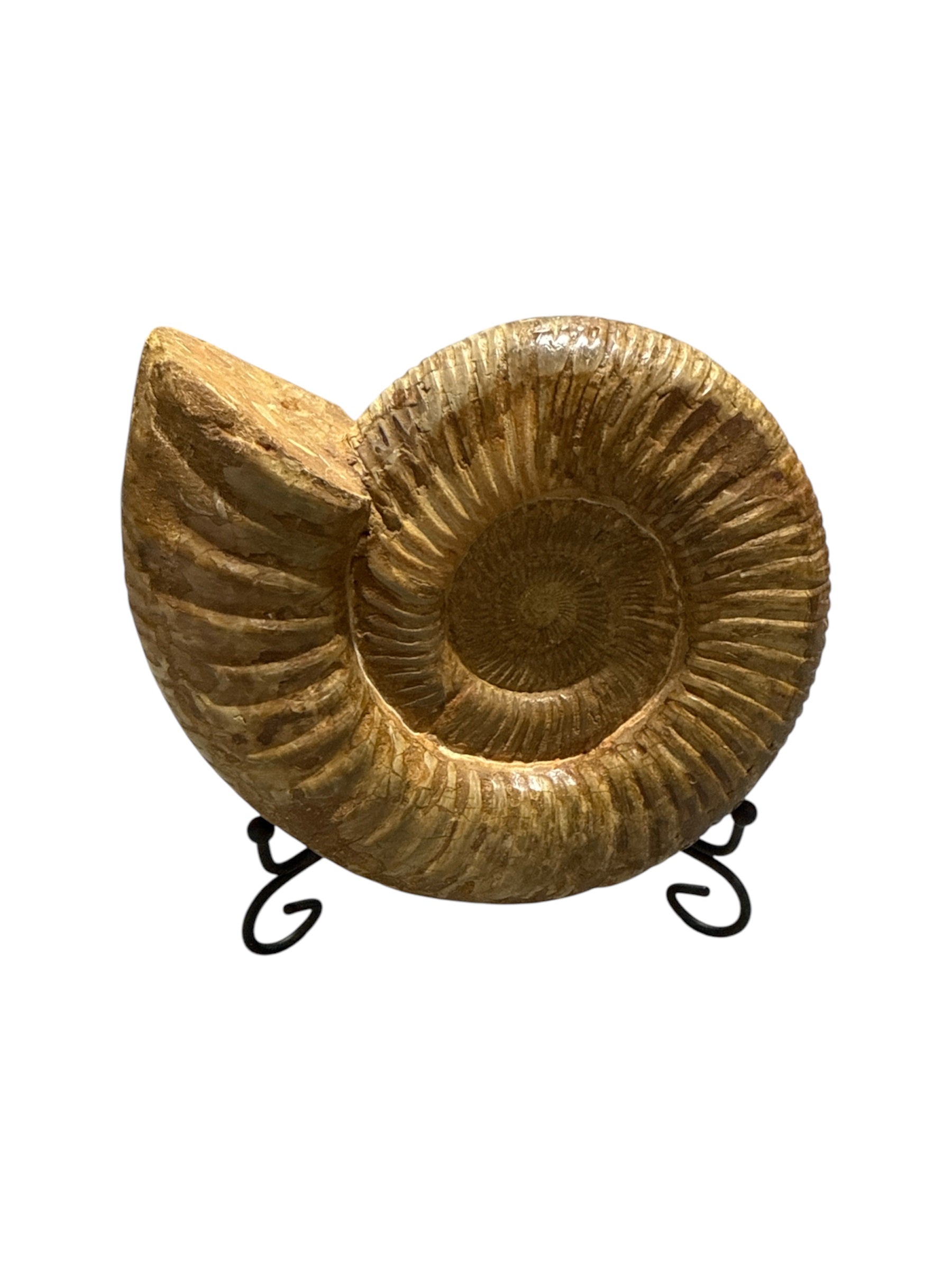 Real Natural Fossil preserved medium shells sea creatures rock table top display showpiece best housewarming gift