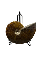 Real Natural Fossil preserved small shells sea creatures rock table top display showpiece best housewarming gift