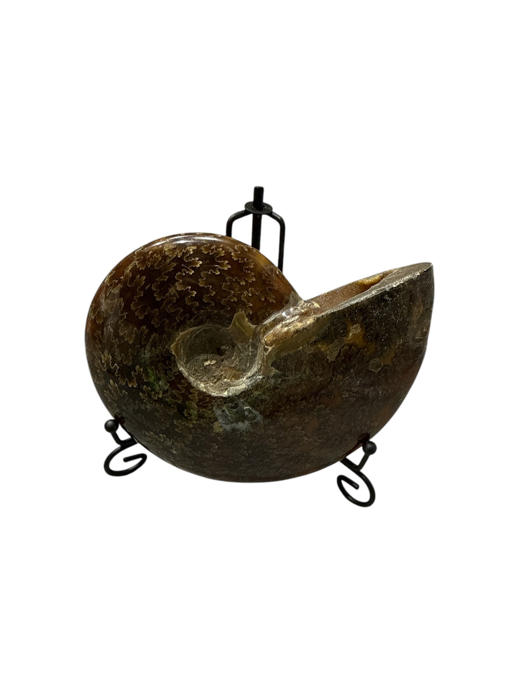 Real Natural Fossil preserved small shells sea creatures rock table top display showpiece for housewarming gift