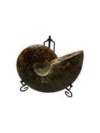 Real Natural Fossil preserved small shells sea creatures rock table top display showpiece for housewarming gift