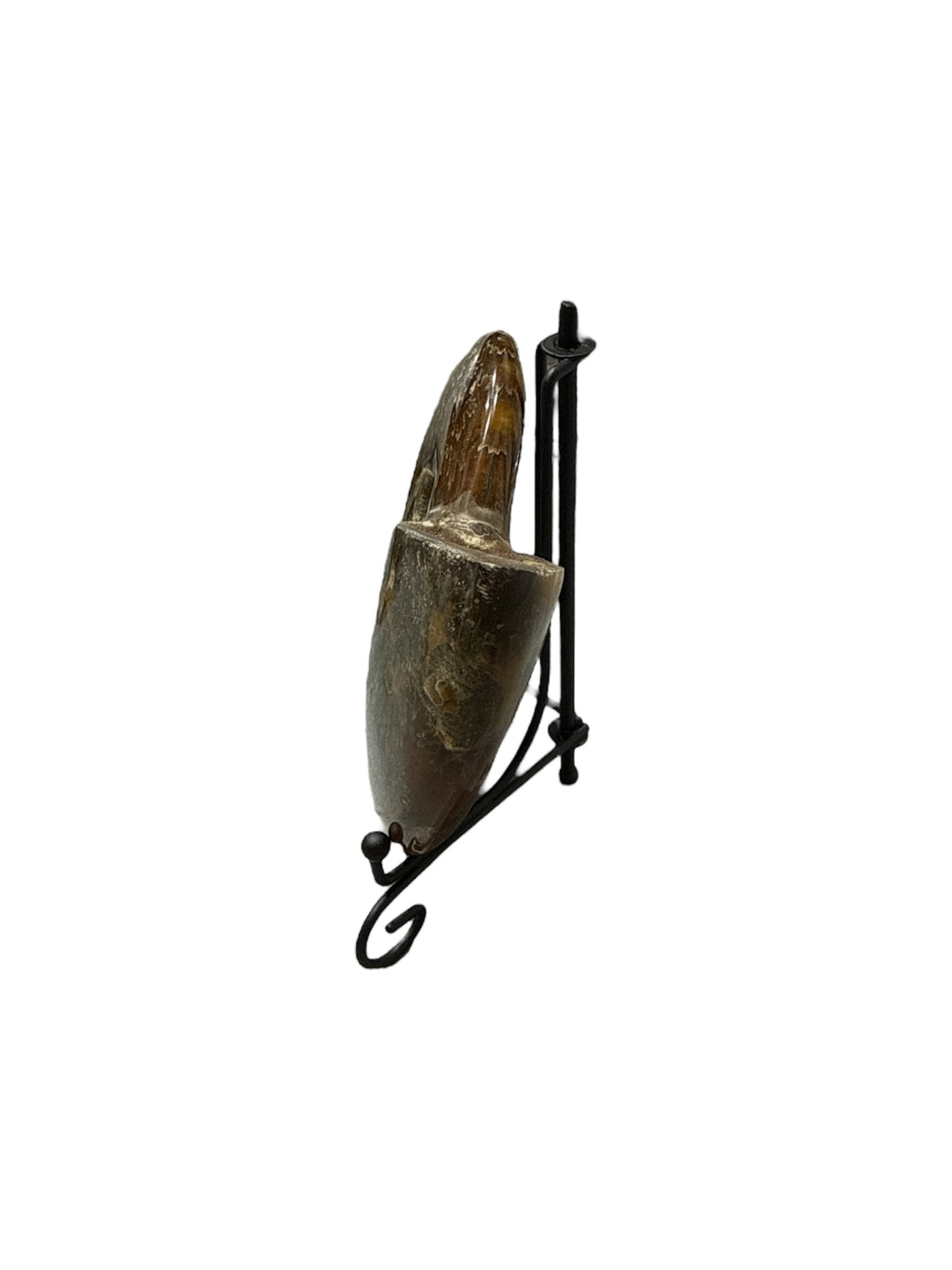 Real Natural Fossil preserved small shells sea creatures rock table top display showpiece for housewarming gift