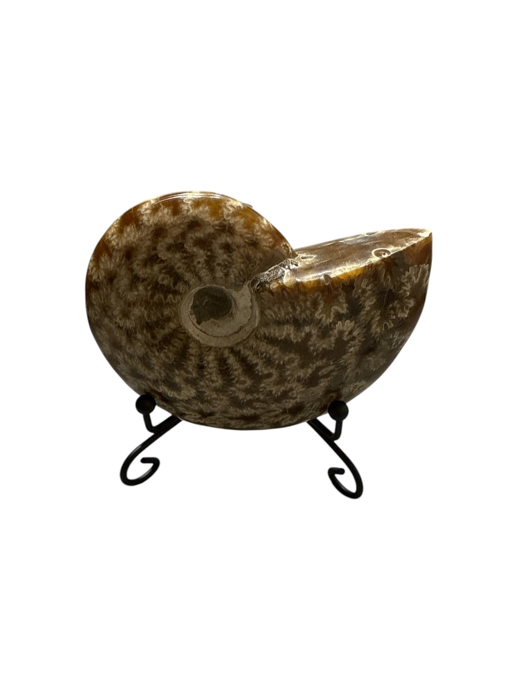 Authentic natural Fossil preserved small size shells sea creatures rock table-top display showpiece best housewarming gift