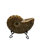 Authentic natural Fossil preserved small size shells sea creatures rock table-top display showpiece best housewarming gift