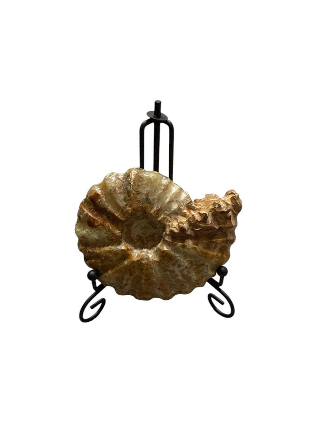 Fossilized Seashell - Real Preserved Natural Sea Shells Office Gift ...