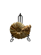 Real Natural Fossil preserved shells sea creatures rock table-top display showpiece best house office gift