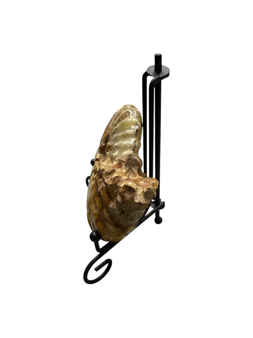 Real Natural Fossil preserved shells sea creatures rock table-top display showpiece best house office gift