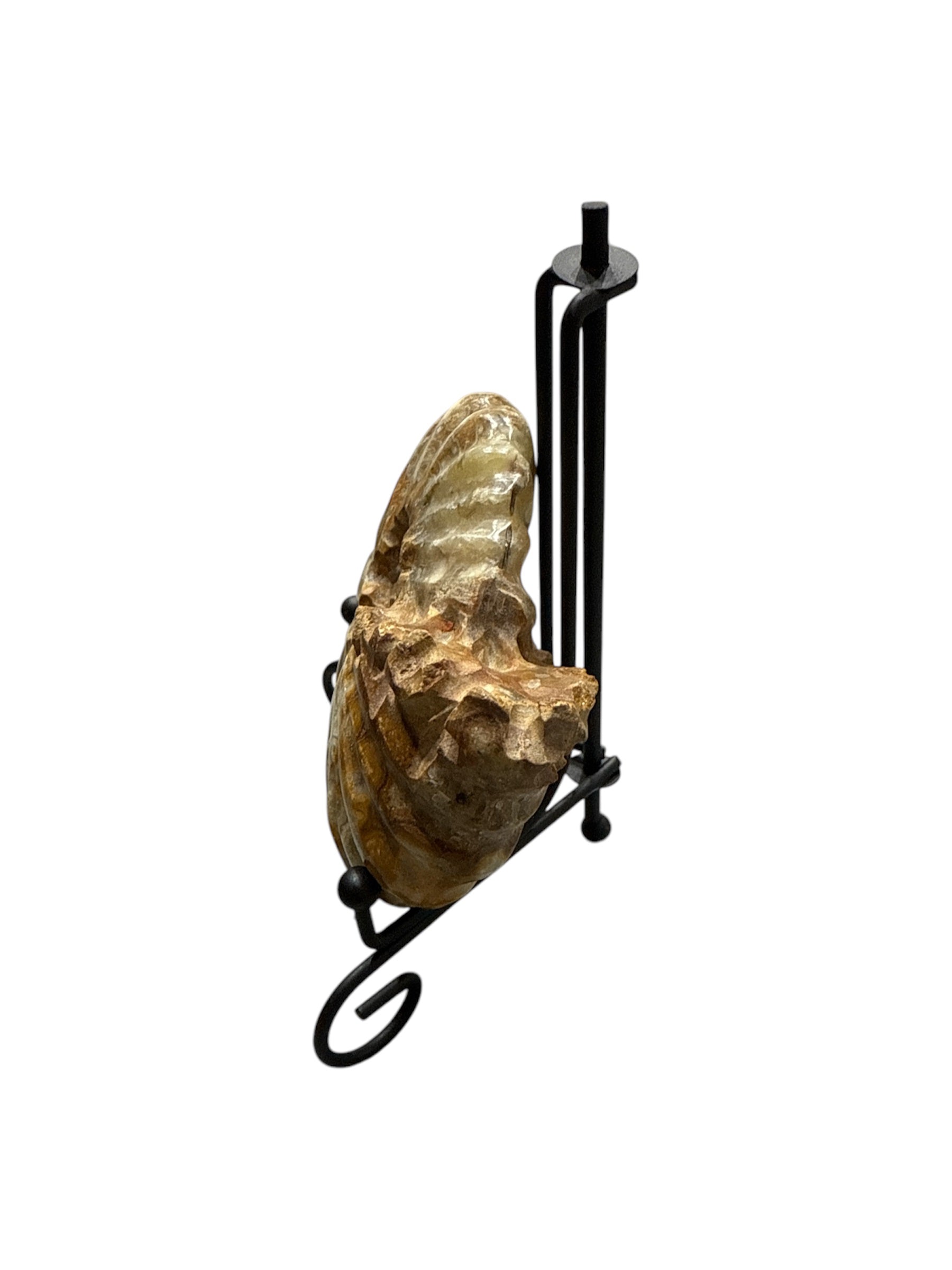 Real Natural Fossil preserved shells sea creatures rock table-top display showpiece best house office gift